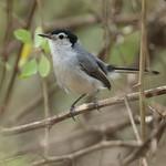 White-browed Gnatcatcher / Polioptila bilineata