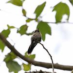 Rufous-capped Thornbill / Chalcostigma ruficeps