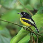 Black-backed Tody-Flycatcher / Poecilotriccus pulchellus