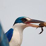 Talaud Kingfisher / Todiramphus enigma