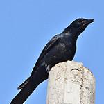 Синалойская ворона / Corvus sinaloae