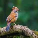 Hoary-throated Barwing / Actinodura nipalensis