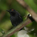 Black-tailed Antbird / Myrmoborus melanurus