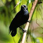 Шелкохвостка / Lamprolia victoriae