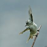 Grey-and-white Tyrannulet / Pseudelaenia leucospodia