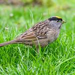 Чернобровая зонотрихия / Zonotrichia atricapilla