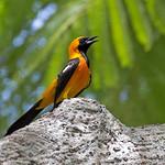 Масковый трупиал / Icterus cucullatus