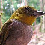 Желтогорлый дромник / Chlorospingus flavigularis