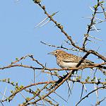 Gillett's Lark / Calendulauda gilletti