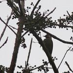 Бронзовокрылый дятел / Colaptes aeruginosus