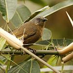 Western Hemispingus / Sphenopsis ochracea