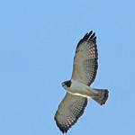 Короткохвостый канюк / Buteo brachyurus
