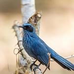 Синий пересмешник / Melanotis caerulescens