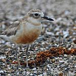 New Zealand Plover / Anarhynchus obscurus