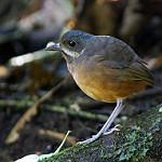 Moustached Antpitta / Grallaria alleni