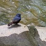 Ручьевая горихвостка / Phoenicurus bicolor