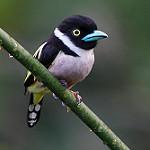 Black-and-yellow Broadbill / Eurylaimus ochromalus