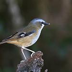 Grey-headed Robin / Heteromyias cinereifrons