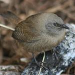 Cobb's Wren / Troglodytes cobbi
