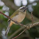 Thick-billed Saltator / Saltator maxillosus