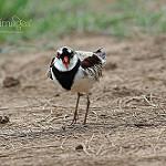 Чернолобый зуёк / Charadrius melanops