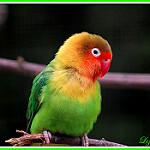 Неразлучник Фишера / Agapornis fischeri