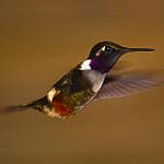 Purple-throated Woodstar / Philodice mitchellii