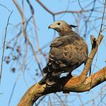 Хохлатый осоед / Pernis ptilorhynchus