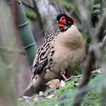 Китайский трагопан / Tragopan caboti