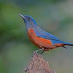 Chestnut-bellied Rock Thrush / Monticola rufiventris