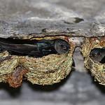 Блестящая салангана / Collocalia esculenta
