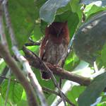 Choco Screech Owl / Megascops centralis