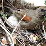 Red-shouldered Spinetail / Synallaxis hellmayri