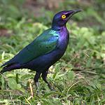 Пурпурный спрео / Lamprotornis purpureus