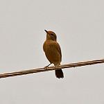 Blue-fronted Robin / Cinclidium frontale
