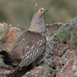 Vera Brejneva jinsiy aloqada