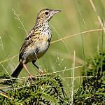 Охристогрудый конёк / Anthus nattereri