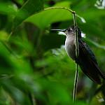 Curve-winged Sabrewing / Pampa curvipennis