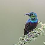 Tsavo Sunbird / Cinnyris tsavoensis