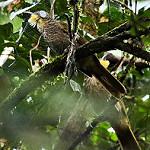 Western Bearded Greenbul / Criniger barbatus