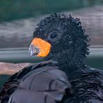 Red-billed Curassow / Crax blumenbachii