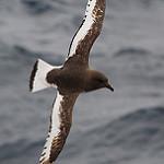 Antarctic Petrel / Thalassoica antarctica