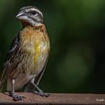фото