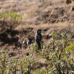 White-cheeked Cotinga / Zaratornis stresemanni