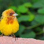 Желчная овсянка / Emberiza bruniceps