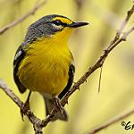 Антильская древесница / Setophaga adelaidae