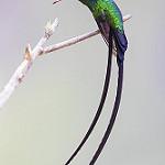 Red-billed Streamertail / Trochilus polytmus