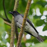 Черноголовый воронец / Coracina atriceps