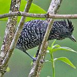 Lined Antshrike / Thamnophilus tenuepunctatus