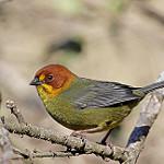 Буроголовая атлапета / Atlapetes fulviceps